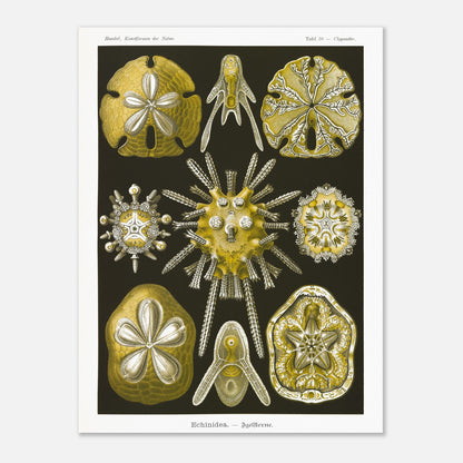 Planche naturaliste d'Oursins par Ernst Haeckel (60x80 cm). Planche scientifique du Kunstformen der Natur d'Ernst Haeckel, représentant diverses formes d'oursins et de dollars des sables, principalement en jaune et blanc sur fond noir.