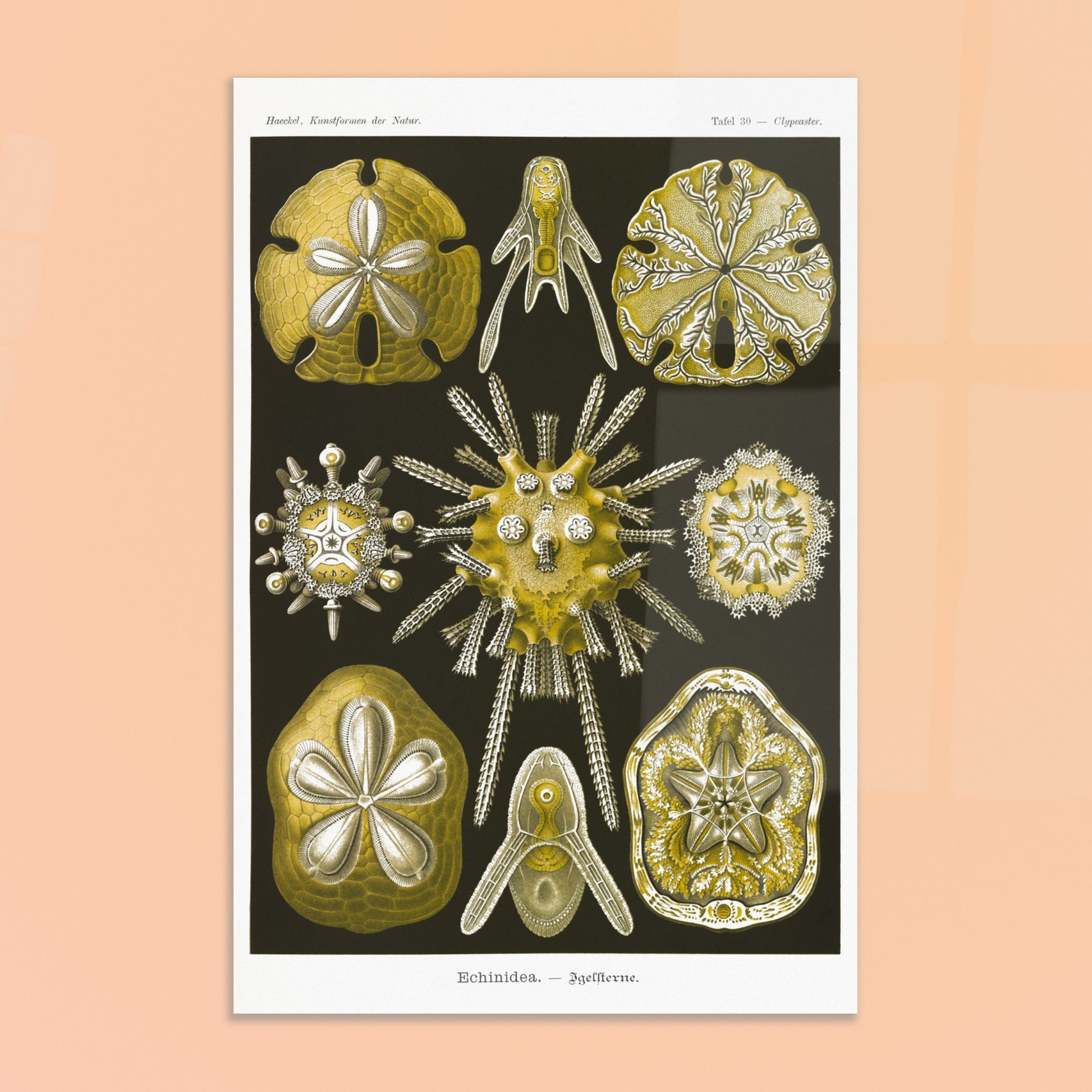 Planche naturaliste d'Oursins par Ernst Haeckel. Planche scientifique du Kunstformen der Natur d'Ernst Haeckel, représentant diverses formes d'oursins et de dollars des sables, principalement en jaune et blanc sur fond noir. Image d'illustration 8
