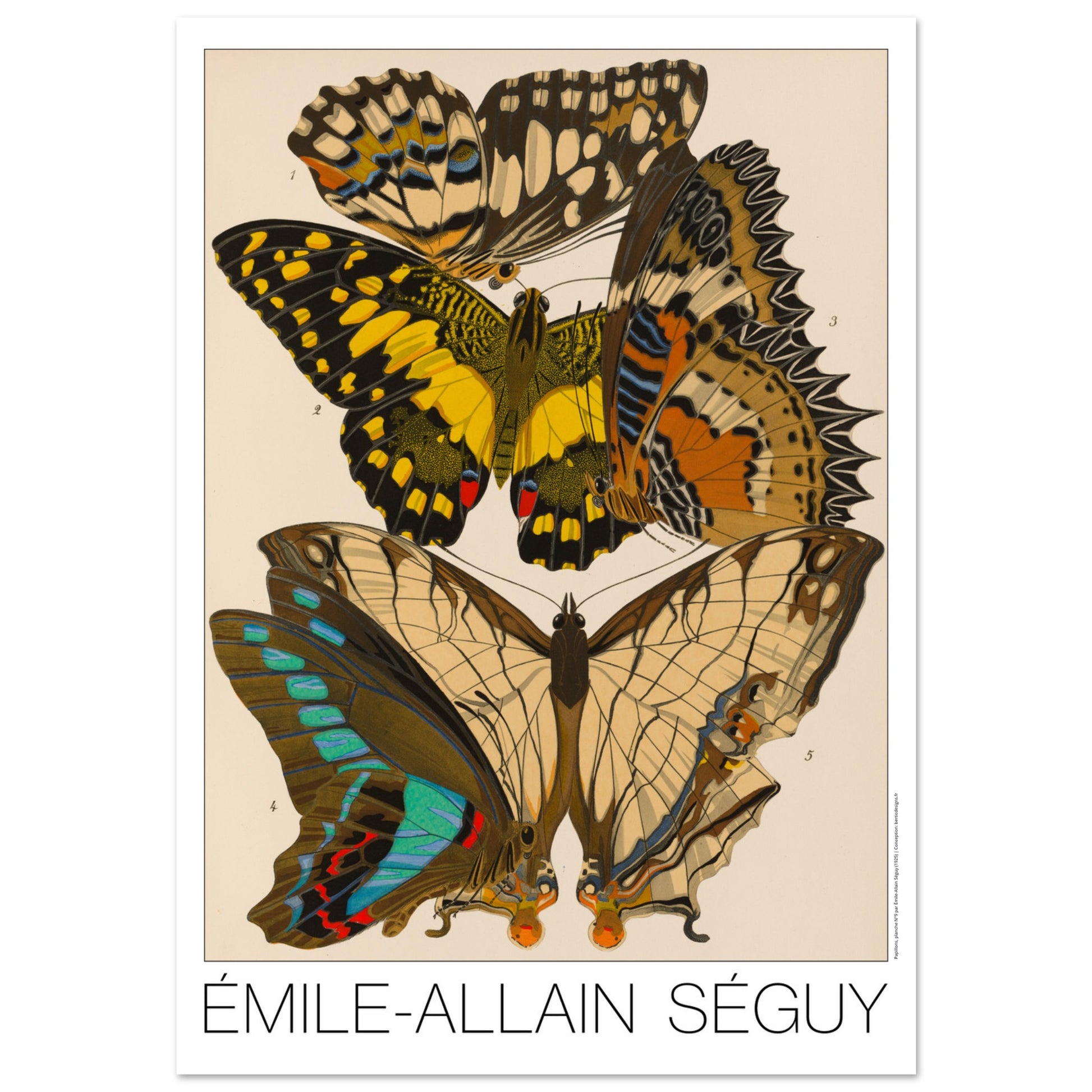 Papilio demoleus, Cethosia cyane, Papilio sarpedon, Cyrestis thyodamas - papillons décoratifs par Émile-Allain Séguy - Taille 70x100 cm