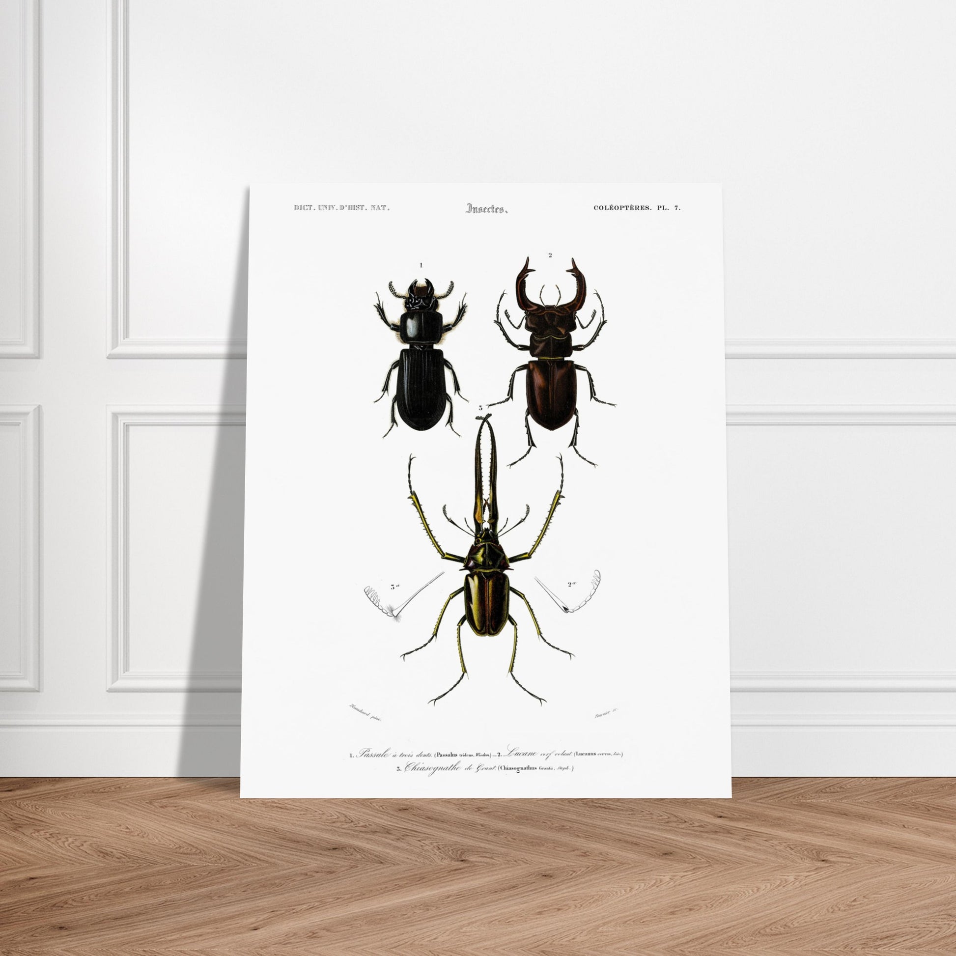 Passale à trois dents, Lucane cerf-volant, Chyasognathe de Grant - illustration naturaliste du Dictionnaire Universel d'Histoire Naturelle de Charles d'Orbigny - image 52907664867661