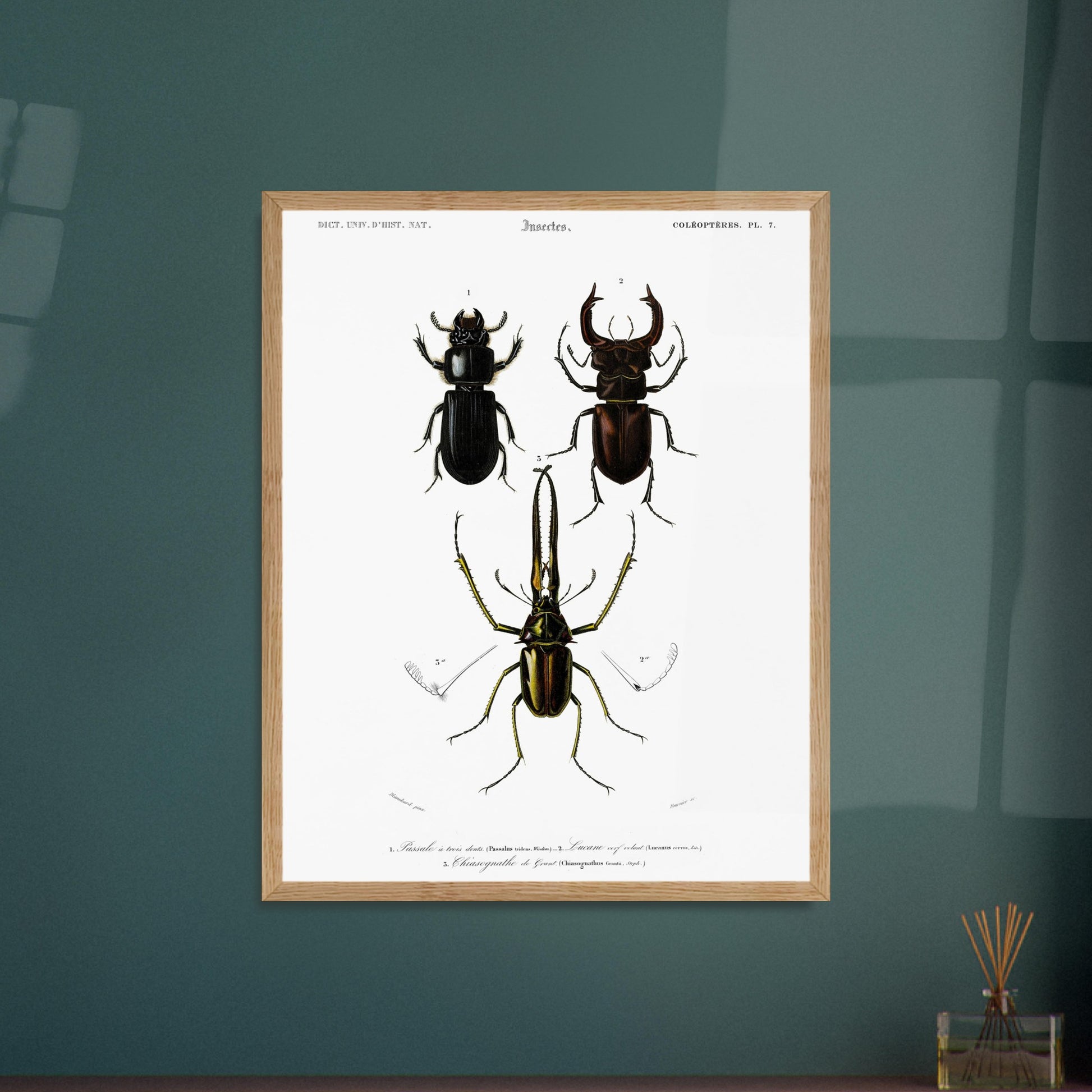 Passale à trois dents, Lucane cerf-volant, Chyasognathe de Grant - illustration naturaliste du Dictionnaire Universel d'Histoire Naturelle de Charles d'Orbigny - image 52907664900429
