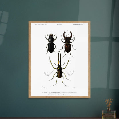 Passale à trois dents, Lucane cerf-volant, Chyasognathe de Grant - illustration naturaliste du Dictionnaire Universel d'Histoire Naturelle de Charles d'Orbigny - image 52907664900429