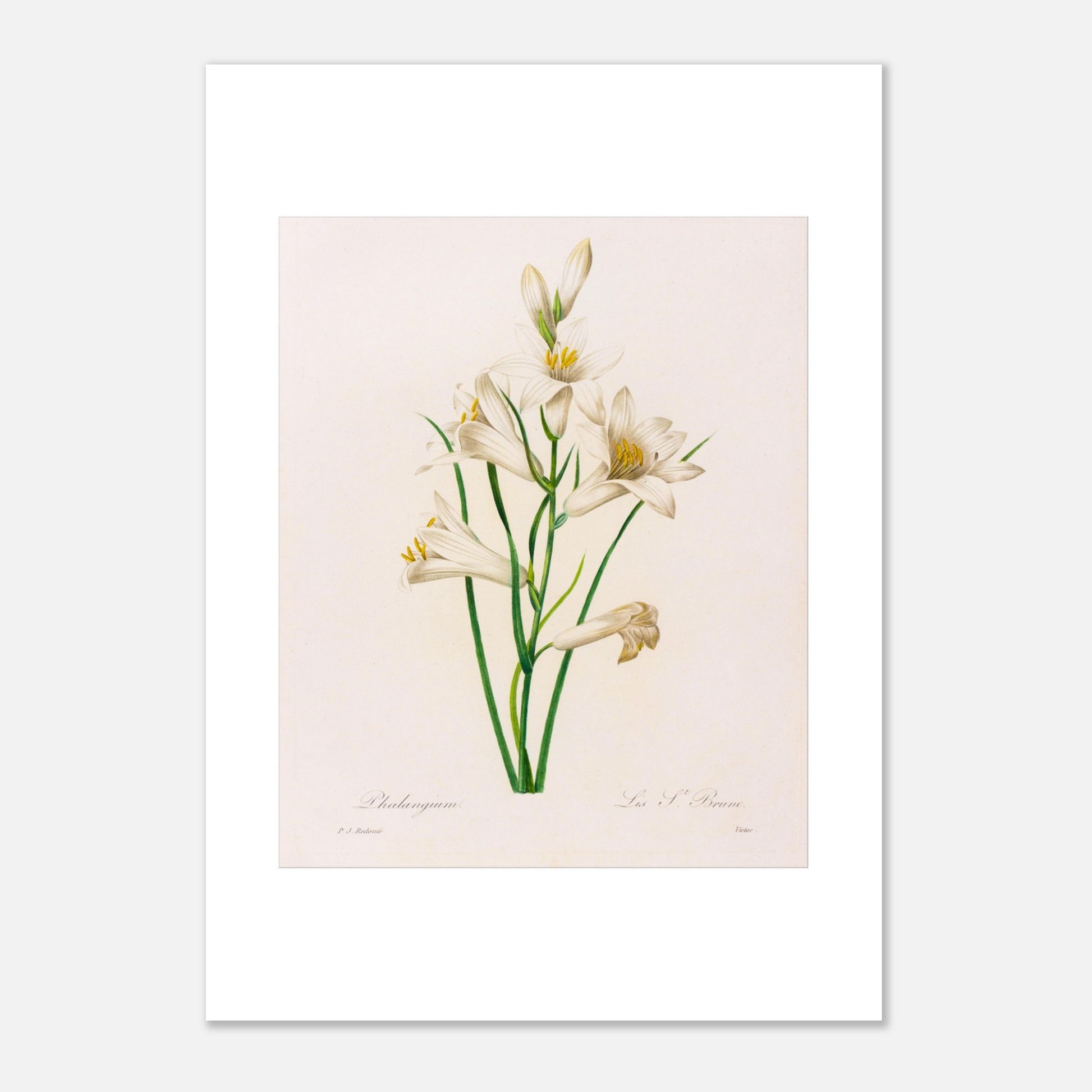 Phalangium (Lys Saint-Bruno) par Pierre-Joseph Redouté - Taille 29,7x42 cm (A3)
