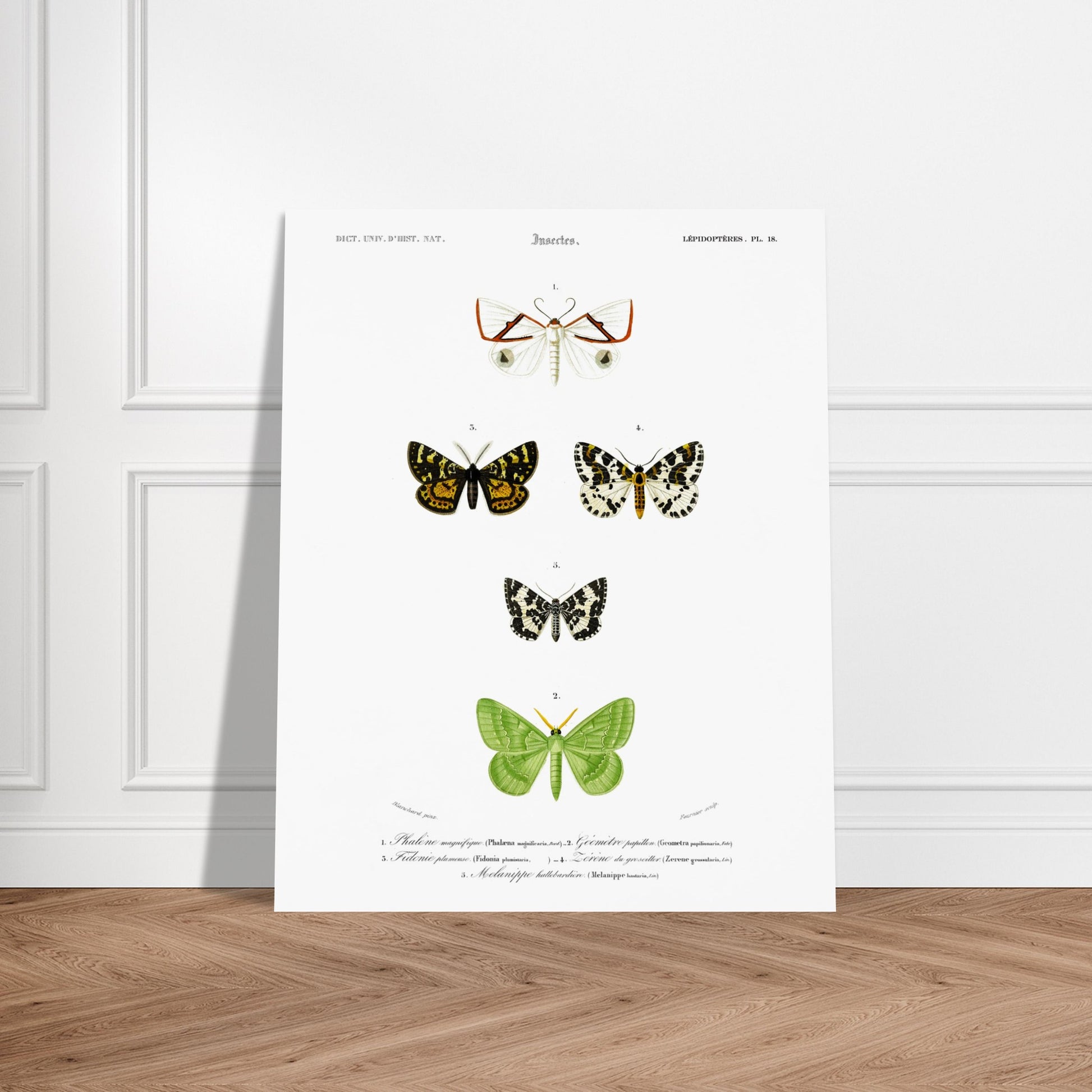 Phalène magnifique, Géomètre papillon, Fidonie plumeuse, Zérène du groseillier, Mélanippe hallebardière - illustration naturaliste du Dictionnaire Universel d'Histoire Naturelle de Charles d'Orbigny - image 52907748491597
