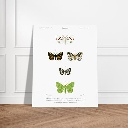 Phalène magnifique, Géomètre papillon, Fidonie plumeuse, Zérène du groseillier, Mélanippe hallebardière - illustration naturaliste du Dictionnaire Universel d'Histoire Naturelle de Charles d'Orbigny - image 52907748491597