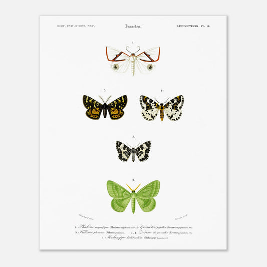 Phalène magnifique, Géomètre papillon, Fidonie plumeuse, Zérène du groseillier, Mélanippe hallebardière - illustration naturaliste du Dictionnaire Universel d'Histoire Naturelle de Charles d'Orbigny - Taille 40x50 cm