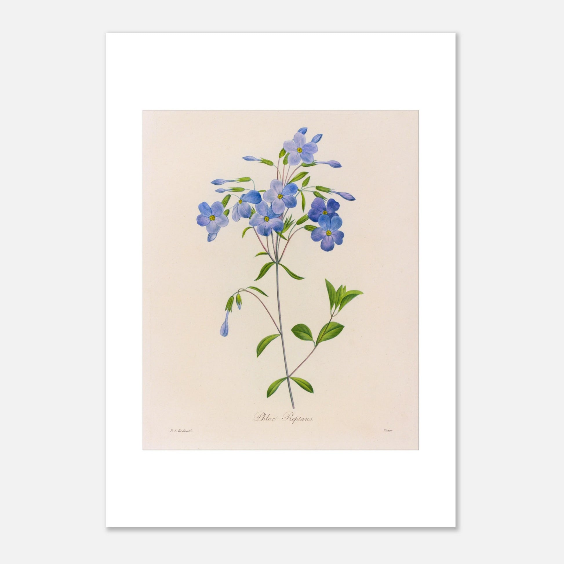 Planche naturaliste Phlox Reptans par Pierre-Joseph Redouté (21x29,7 cm (A4)). Planche botanique ancienne de Pierre-Joseph Redouté représentant la fleur de Phlox Reptans (Phlox reptans) avec ses tiges, feuilles vertes et grappes de fleurs bleues.