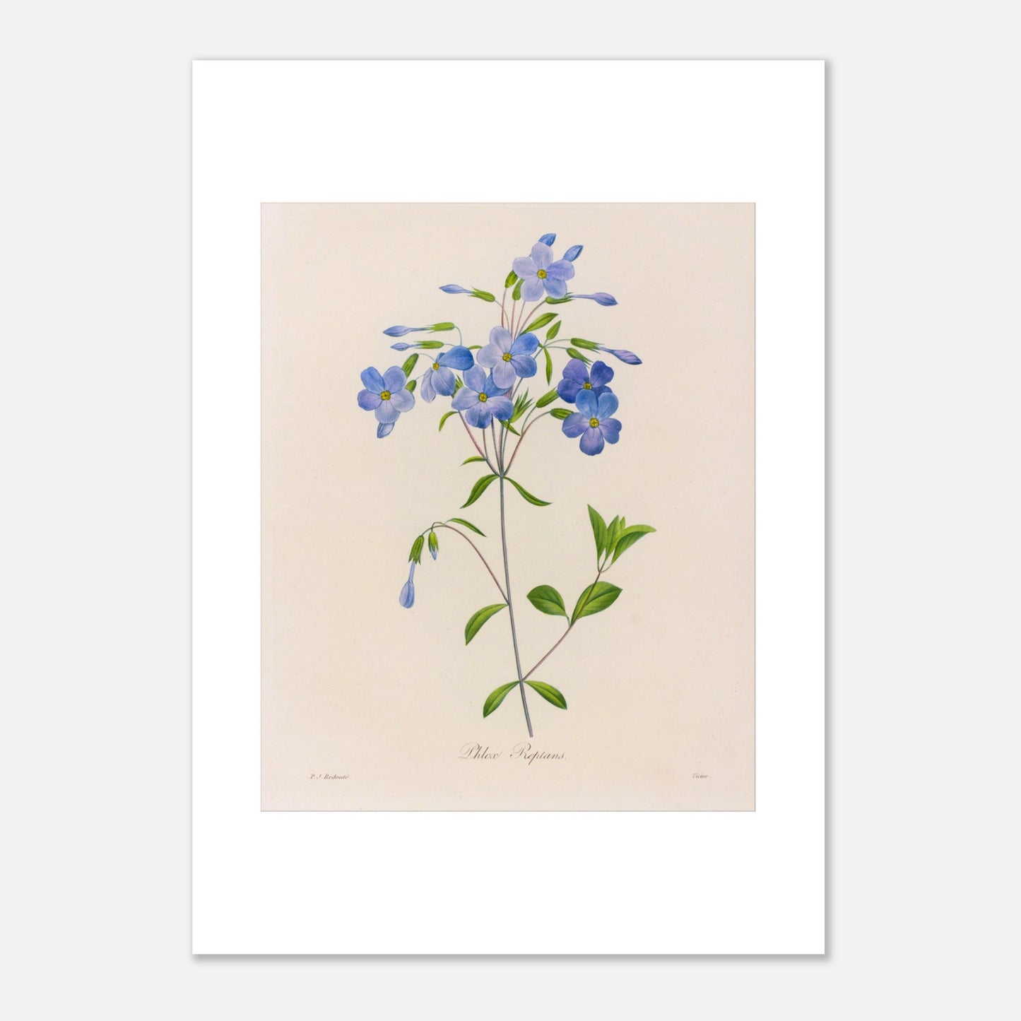 Planche naturaliste Phlox Reptans par Pierre-Joseph Redouté (29,7x42 cm (A3)). Planche botanique ancienne de Pierre-Joseph Redouté représentant la fleur de Phlox Reptans (Phlox reptans) avec ses tiges, feuilles vertes et grappes de fleurs bleues.