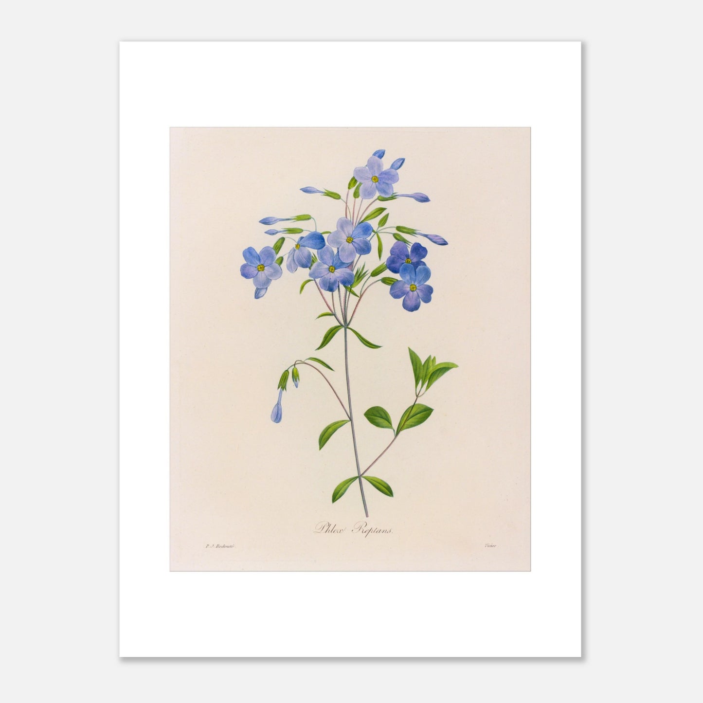 Planche naturaliste Phlox Reptans par Pierre-Joseph Redouté (30x40 cm). Planche botanique ancienne de Pierre-Joseph Redouté représentant la fleur de Phlox Reptans (Phlox reptans) avec ses tiges, feuilles vertes et grappes de fleurs bleues.