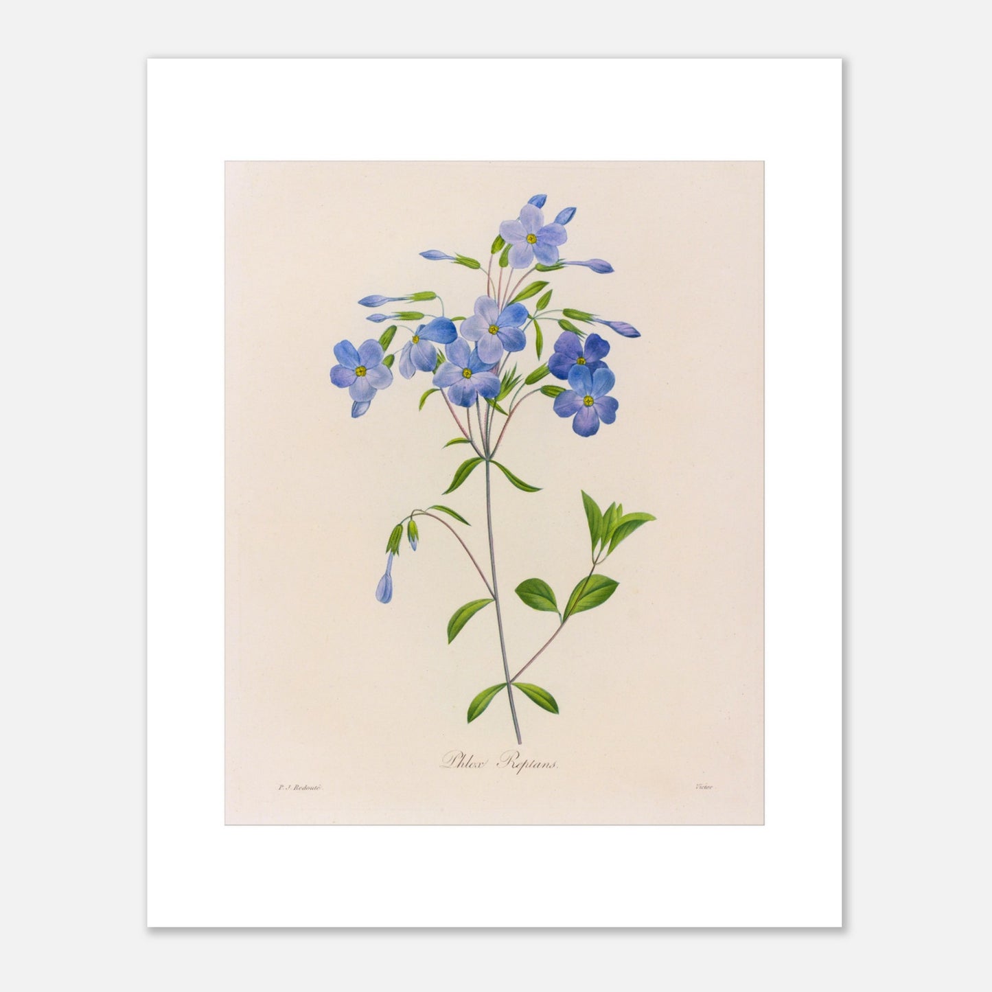 Planche naturaliste Phlox Reptans par Pierre-Joseph Redouté (40x50 cm). Planche botanique ancienne de Pierre-Joseph Redouté représentant la fleur de Phlox Reptans (Phlox reptans) avec ses tiges, feuilles vertes et grappes de fleurs bleues.