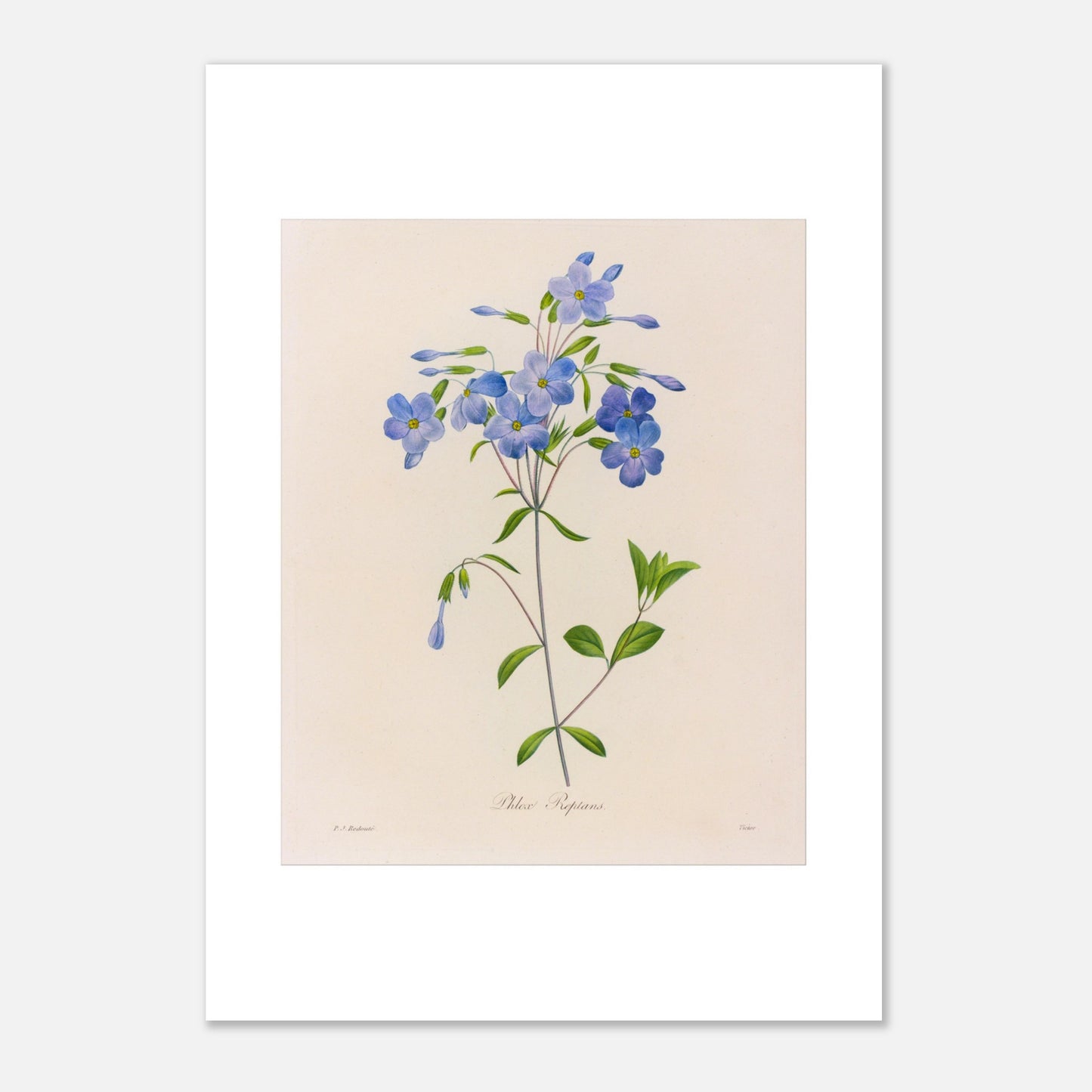 Planche naturaliste Phlox Reptans par Pierre-Joseph Redouté (42x59,4 cm (A2)). Planche botanique ancienne de Pierre-Joseph Redouté représentant la fleur de Phlox Reptans (Phlox reptans) avec ses tiges, feuilles vertes et grappes de fleurs bleues.