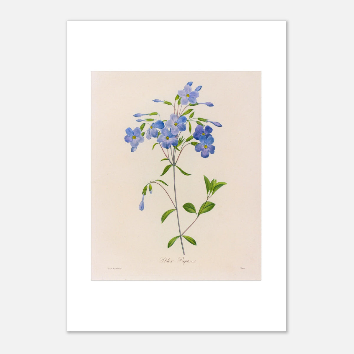 Naturalist plate Phlox Reptans by Pierre-Joseph Redouté (42x59,4 cm (A2) / 16.5x23.4″). Antique botanical plate by Pierre-Joseph Redouté depicting the Phlox Reptans flower (Phlox reptans) with its stems, green leaves, and blue flower clusters.