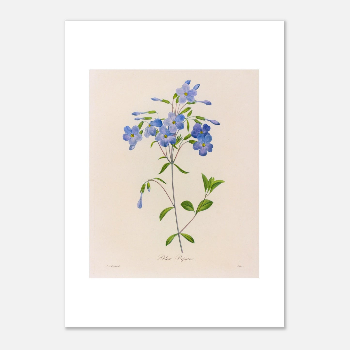 Planche naturaliste Phlox Reptans par Pierre-Joseph Redouté (50x70 cm). Planche botanique ancienne de Pierre-Joseph Redouté représentant la fleur de Phlox Reptans (Phlox reptans) avec ses tiges, feuilles vertes et grappes de fleurs bleues.