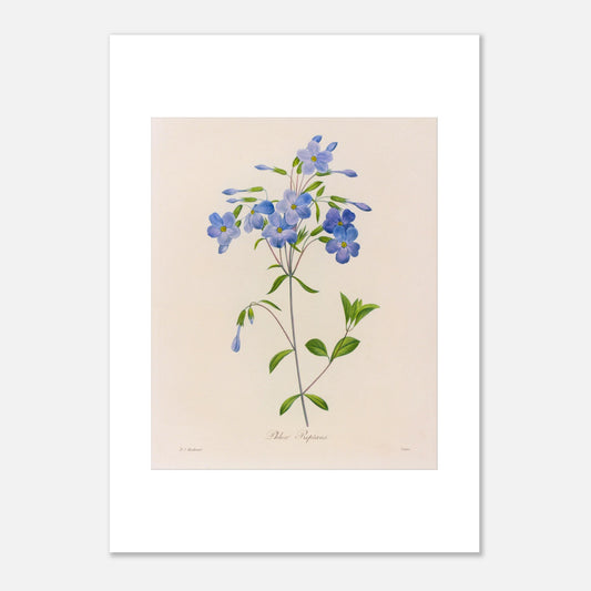 Planche naturaliste Phlox Reptans par Pierre-Joseph Redouté (50x70 cm). Planche botanique ancienne de Pierre-Joseph Redouté représentant la fleur de Phlox Reptans (Phlox reptans) avec ses tiges, feuilles vertes et grappes de fleurs bleues.
