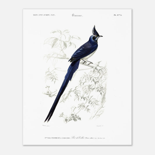 Pie de Collie - illustration naturaliste du Dictionnaire Universel d'Histoire Naturelle de Charles d'Orbigny - Taille 40x50 cm