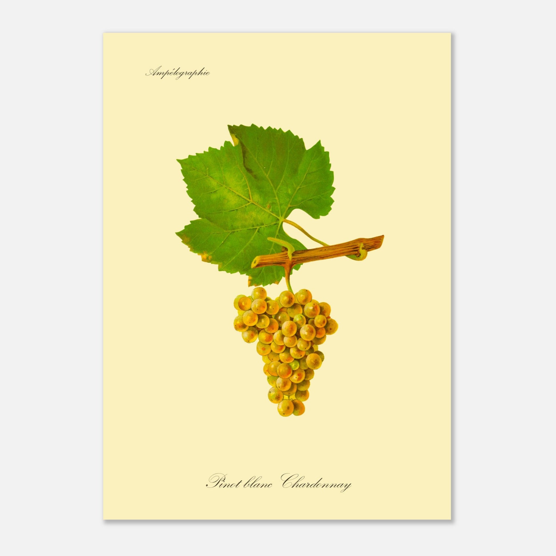 Pinot blanc Chardonnay - Reproduction grappe de raisin, tirage d'art botanique - Taille 50x70 cm