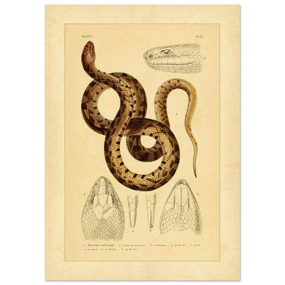 Mexikanische Pituophis: Illustration einer Schlangenart (21x29,7 cm (A4)). Tafel von Schlangen, die die Mexikanische Bullnatter illustriert, begleitet von zwei Ansichten gewöhnlicher Viperköpfe aus Frankreich: Pelias berus und Vipera aspis.