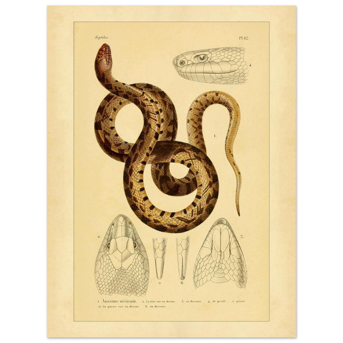 Mexikanische Pituophis: Illustration einer Schlangenart (30x40 cm). Tafel von Schlangen, die die Mexikanische Bullnatter illustriert, begleitet von zwei Ansichten gewöhnlicher Viperköpfe aus Frankreich: Pelias berus und Vipera aspis.