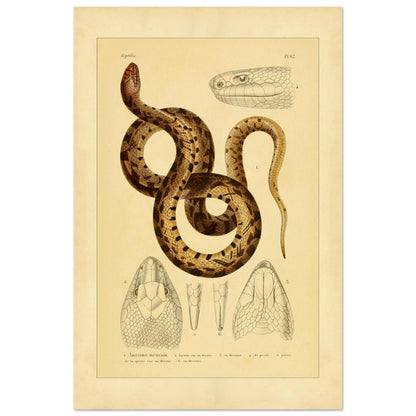 Mexikanische Pituophis: Illustration einer Schlangenart (40x60 cm). Tafel von Schlangen, die die Mexikanische Bullnatter illustriert, begleitet von zwei Ansichten gewöhnlicher Viperköpfe aus Frankreich: Pelias berus und Vipera aspis.