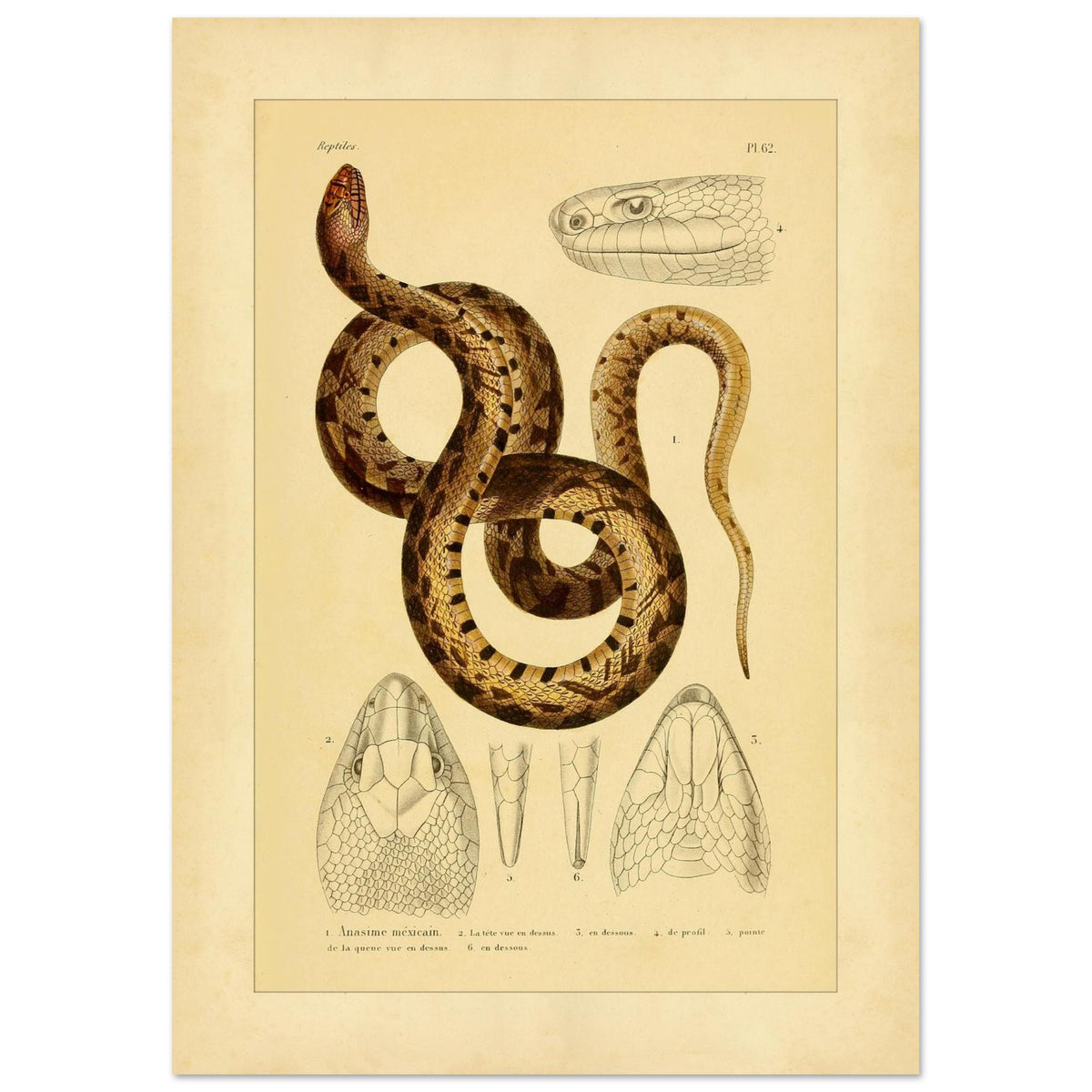 Mexikanische Pituophis: Illustration einer Schlangenart (42x59,4 cm (A2)). Tafel von Schlangen, die die Mexikanische Bullnatter illustriert, begleitet von zwei Ansichten gewöhnlicher Viperköpfe aus Frankreich: Pelias berus und Vipera aspis.