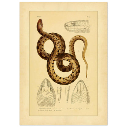 Mexikanische Pituophis: Illustration einer Schlangenart (50x70 cm). Tafel von Schlangen, die die Mexikanische Bullnatter illustriert, begleitet von zwei Ansichten gewöhnlicher Viperköpfe aus Frankreich: Pelias berus und Vipera aspis.