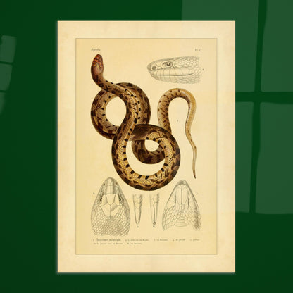 Mexikanische Pituophis: Illustration einer Schlangenart. Tafel von Schlangen, die die Mexikanische Bullnatter illustriert, begleitet von zwei Ansichten gewöhnlicher Viperköpfe aus Frankreich: Pelias berus und Vipera aspis.