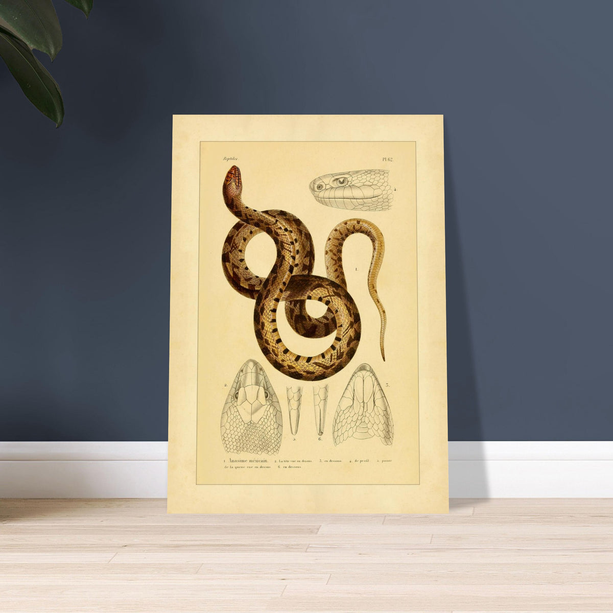 Mexikanische Pituophis: Illustration einer Schlangenart. Tafel von Schlangen, die die Mexikanische Bullnatter illustriert, begleitet von zwei Ansichten gewöhnlicher Viperköpfe aus Frankreich: Pelias berus und Vipera aspis.