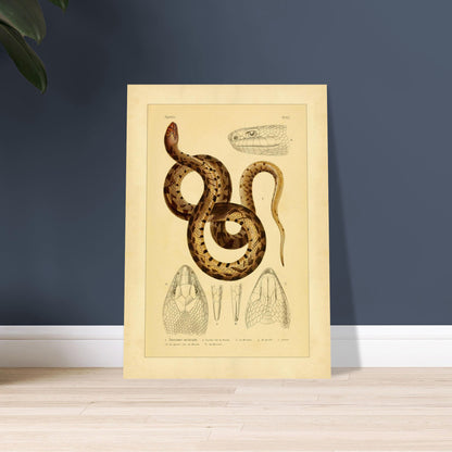 Mexikanische Pituophis: Illustration einer Schlangenart. Tafel von Schlangen, die die Mexikanische Bullnatter illustriert, begleitet von zwei Ansichten gewöhnlicher Viperköpfe aus Frankreich: Pelias berus und Vipera aspis.