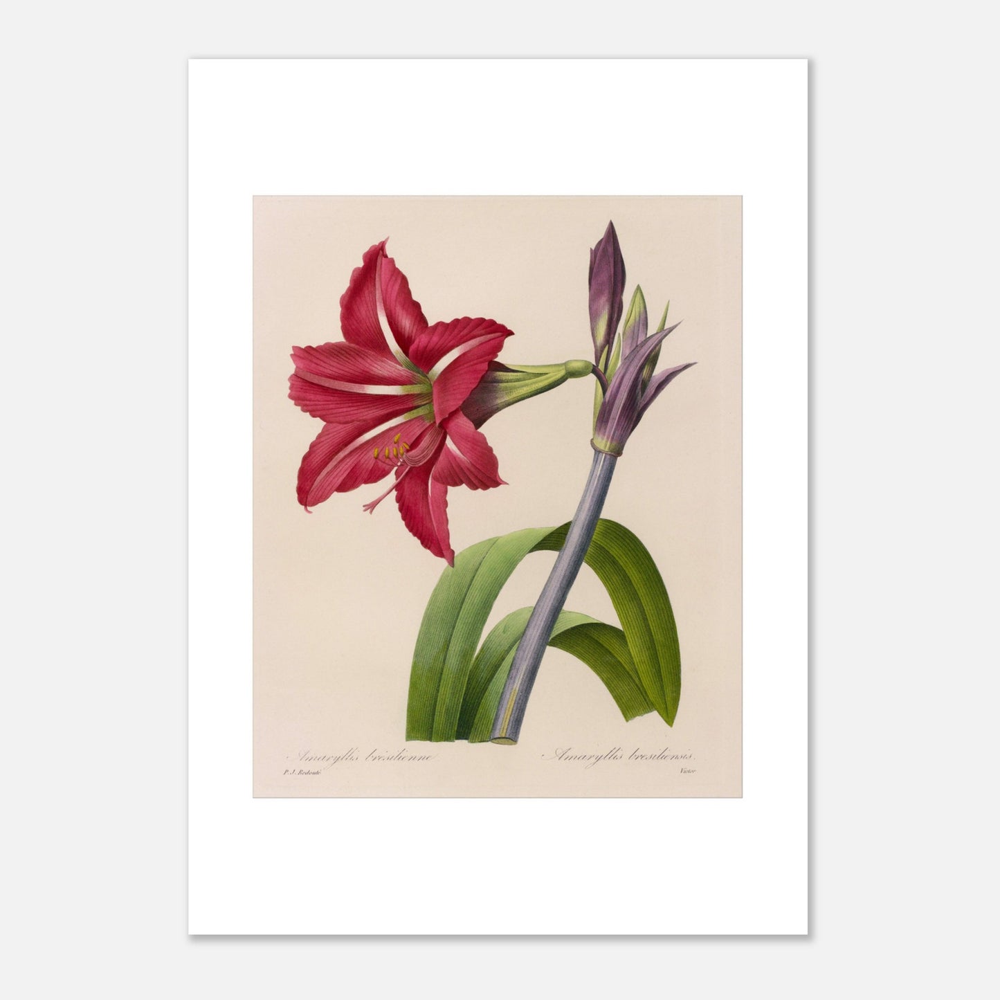 Planche d'Amaryllis Brésilienne par Pierre-Joseph Redouté (21x29,7 cm (A4)). Illustration botanique de l'Amaryllis Brésilienne par Pierre-Joseph Redouté, montrant une fleur épanouie, des boutons floraux et des feuilles.