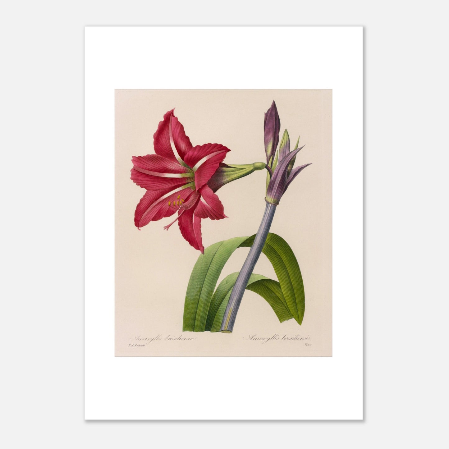 Planche d'Amaryllis Brésilienne par Pierre-Joseph Redouté (29,7x42 cm (A3)). Illustration botanique de l'Amaryllis Brésilienne par Pierre-Joseph Redouté, montrant une fleur épanouie, des boutons floraux et des feuilles.