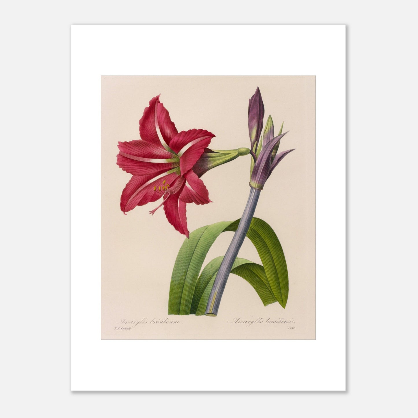 Planche d'Amaryllis Brésilienne par Pierre-Joseph Redouté (30x40 cm). Illustration botanique de l'Amaryllis Brésilienne par Pierre-Joseph Redouté, montrant une fleur épanouie, des boutons floraux et des feuilles.
