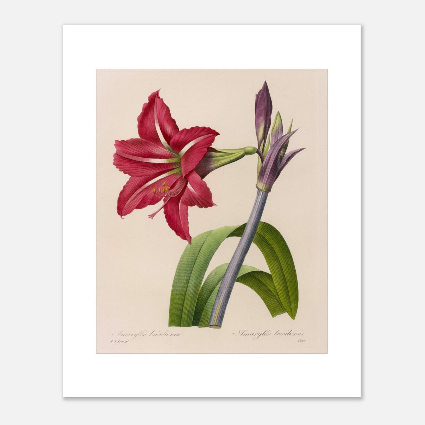 Planche d'Amaryllis Brésilienne par Pierre-Joseph Redouté (40x50 cm). Illustration botanique de l'Amaryllis Brésilienne par Pierre-Joseph Redouté, montrant une fleur épanouie, des boutons floraux et des feuilles.