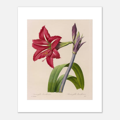 Planche d'Amaryllis Brésilienne par Pierre-Joseph Redouté (40x50 cm). Illustration botanique de l'Amaryllis Brésilienne par Pierre-Joseph Redouté, montrant une fleur épanouie, des boutons floraux et des feuilles.