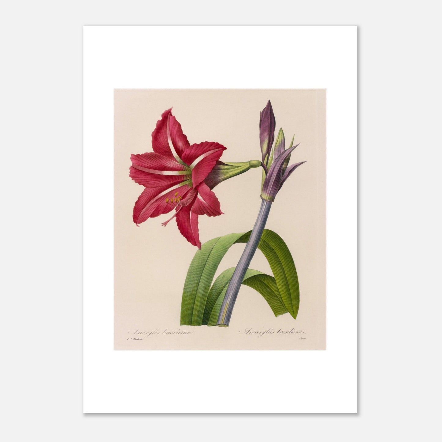 Planche d'Amaryllis Brésilienne par Pierre-Joseph Redouté (42x59,4 cm (A2)). Illustration botanique de l'Amaryllis Brésilienne par Pierre-Joseph Redouté, montrant une fleur épanouie, des boutons floraux et des feuilles.