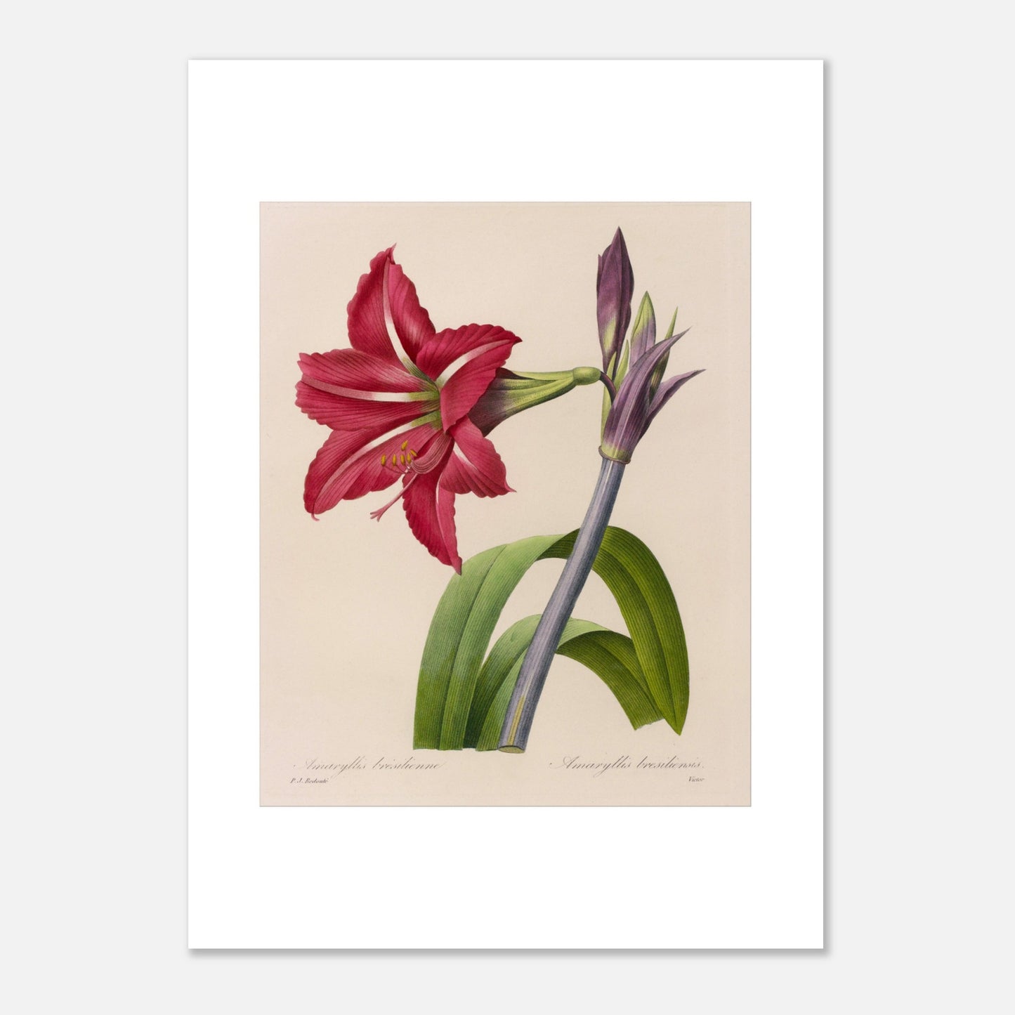 Planche d'Amaryllis Brésilienne par Pierre-Joseph Redouté (50x70 cm). Illustration botanique de l'Amaryllis Brésilienne par Pierre-Joseph Redouté, montrant une fleur épanouie, des boutons floraux et des feuilles.