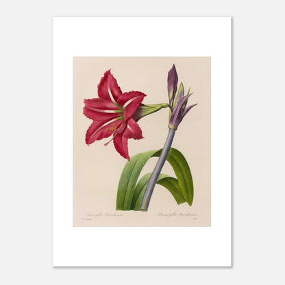 Planche d'Amaryllis Brésilienne par Pierre-Joseph Redouté (50x70 cm). Illustration botanique de l'Amaryllis Brésilienne par Pierre-Joseph Redouté, montrant une fleur épanouie, des boutons floraux et des feuilles.