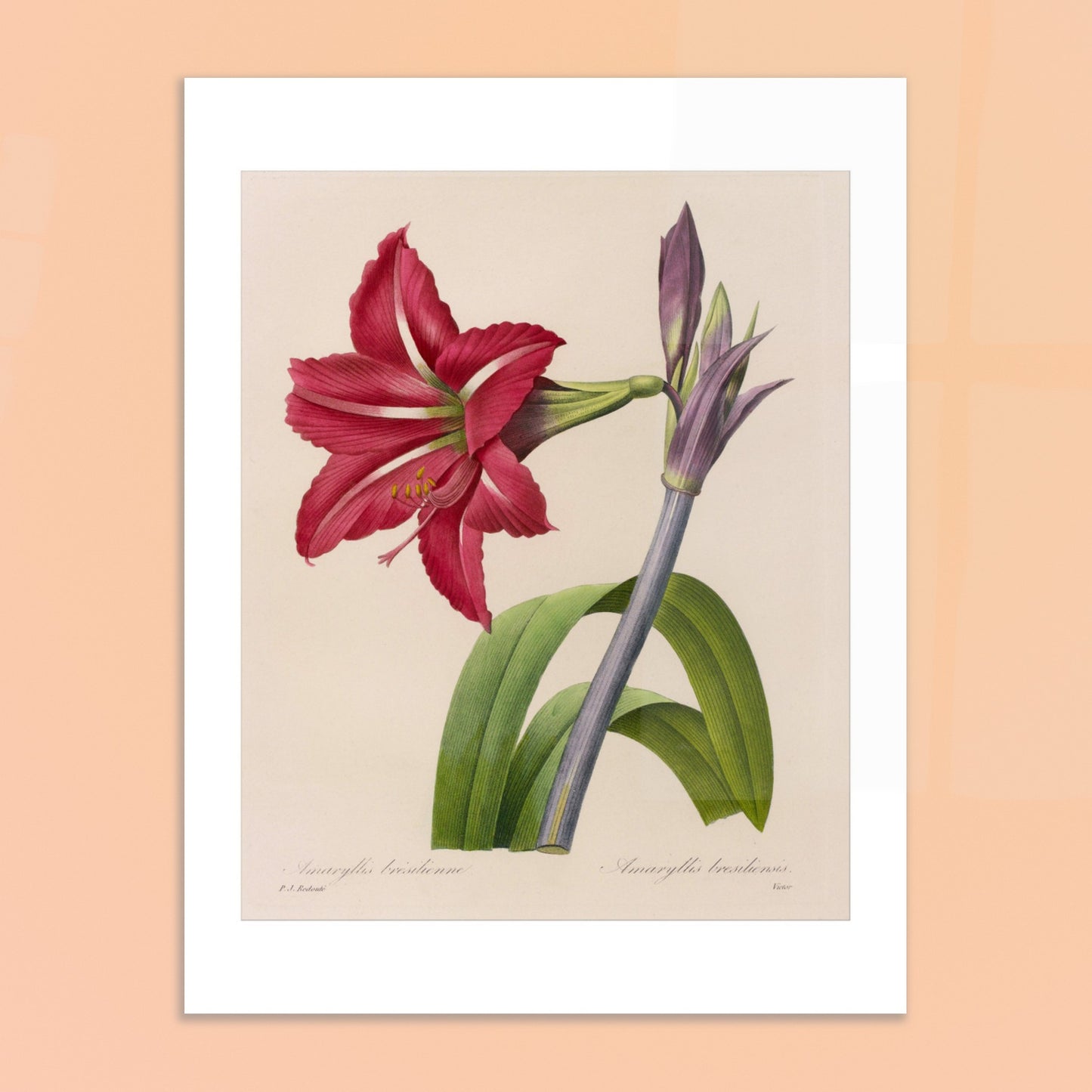 Planche d'Amaryllis Brésilienne par Pierre-Joseph Redouté. Illustration botanique de l'Amaryllis Brésilienne par Pierre-Joseph Redouté, montrant une fleur épanouie, des boutons floraux et des feuilles. Image d'illustration 6