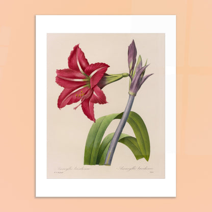 Planche d'Amaryllis Brésilienne par Pierre-Joseph Redouté. Illustration botanique de l'Amaryllis Brésilienne par Pierre-Joseph Redouté, montrant une fleur épanouie, des boutons floraux et des feuilles. Image d'illustration 6