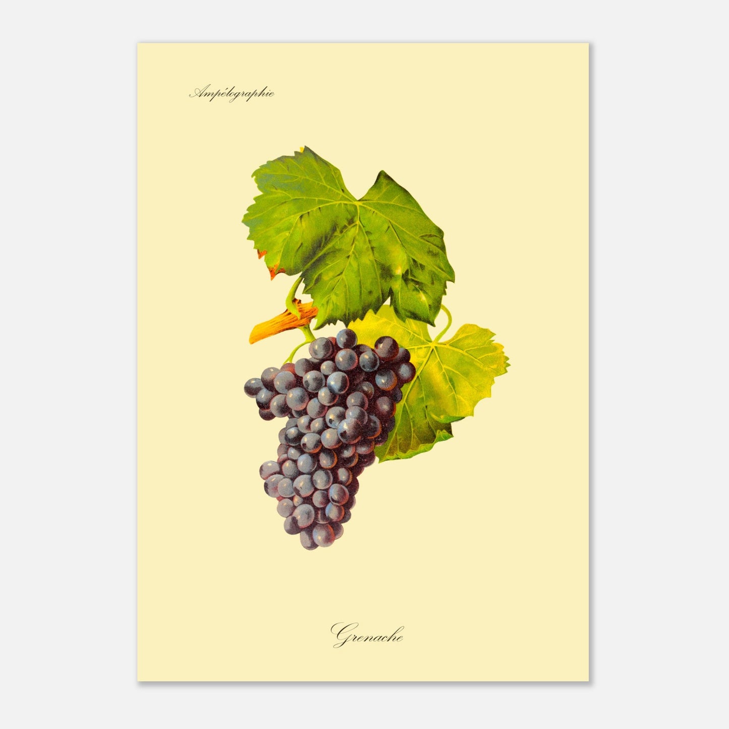 Grenache - Planche ampélographique ancienne (29,7x42 cm (A3)). Illustration botanique d'une grappe de raisin Grenache de couleur violet foncé, accompagnée de deux feuilles vertes et d'une tige orangée, sur un fond jaune pâle.
