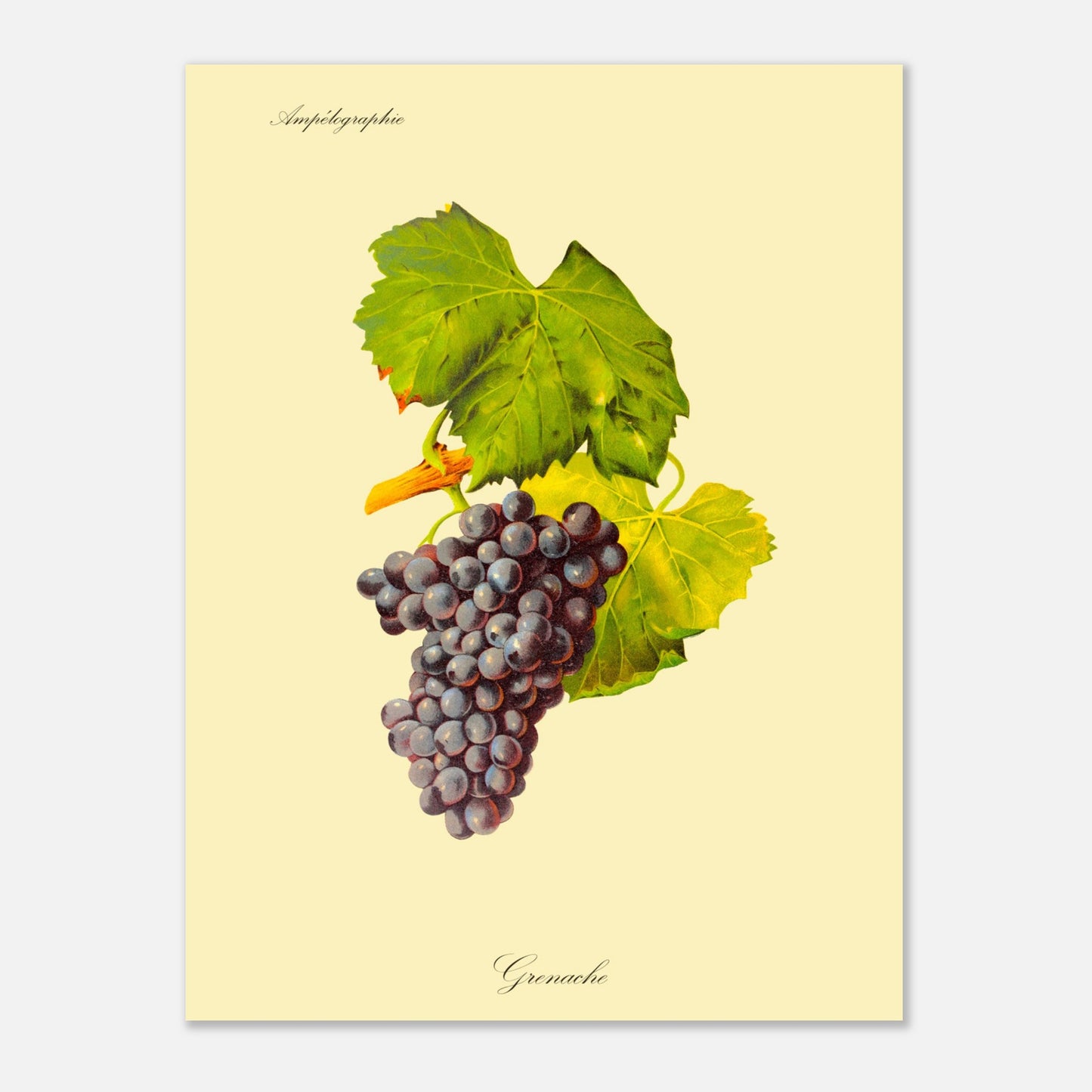 Grenache - Planche ampélographique ancienne (30x40 cm). Illustration botanique d'une grappe de raisin Grenache de couleur violet foncé, accompagnée de deux feuilles vertes et d'une tige orangée, sur un fond jaune pâle.