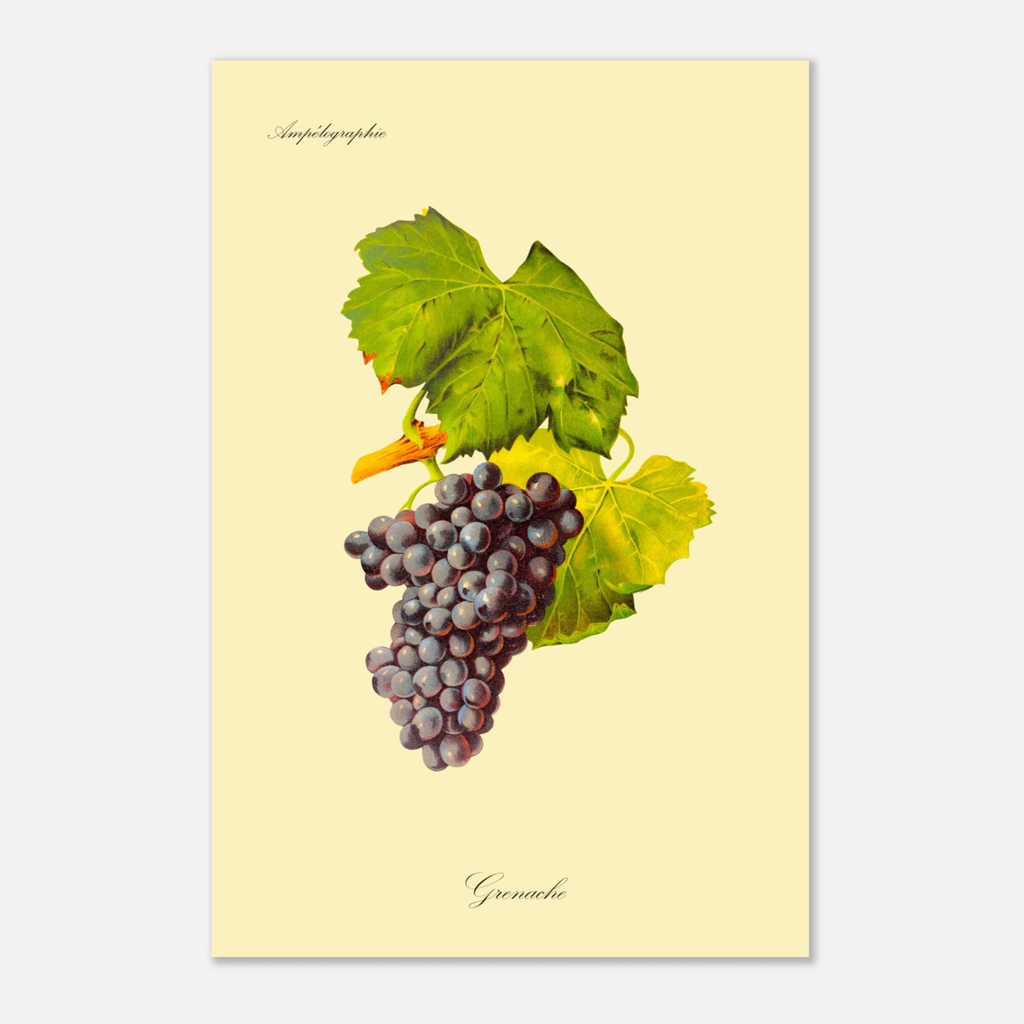 Grenache - Planche ampélographique ancienne (40x60 cm). Illustration botanique d'une grappe de raisin Grenache de couleur violet foncé, accompagnée de deux feuilles vertes et d'une tige orangée, sur un fond jaune pâle.