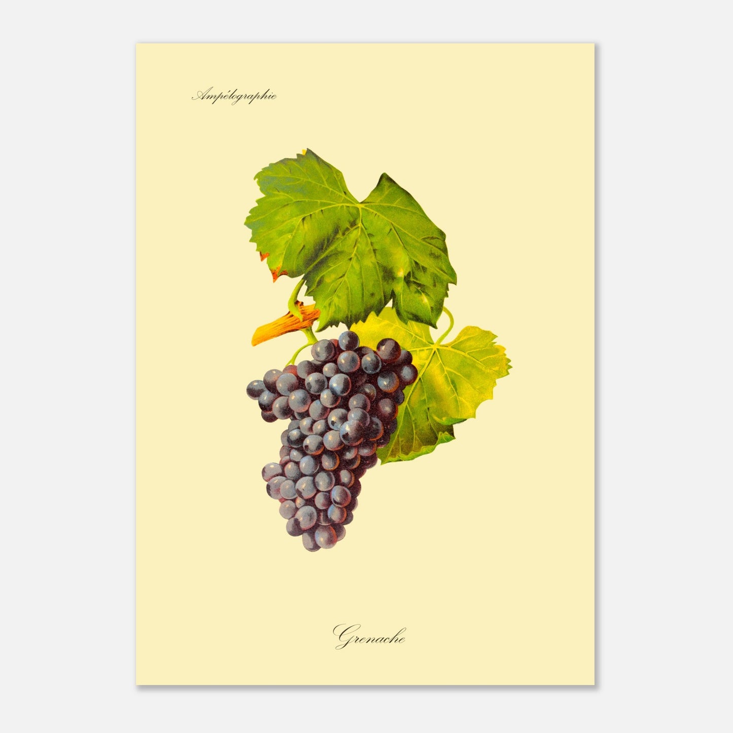Grenache - Planche ampélographique ancienne (50x70 cm). Illustration botanique d'une grappe de raisin Grenache de couleur violet foncé, accompagnée de deux feuilles vertes et d'une tige orangée, sur un fond jaune pâle.