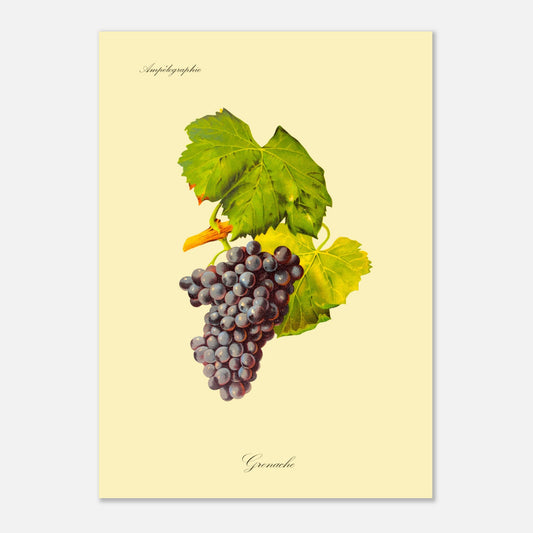 Grenache - Planche ampélographique ancienne (50x70 cm). Illustration botanique d'une grappe de raisin Grenache de couleur violet foncé, accompagnée de deux feuilles vertes et d'une tige orangée, sur un fond jaune pâle.