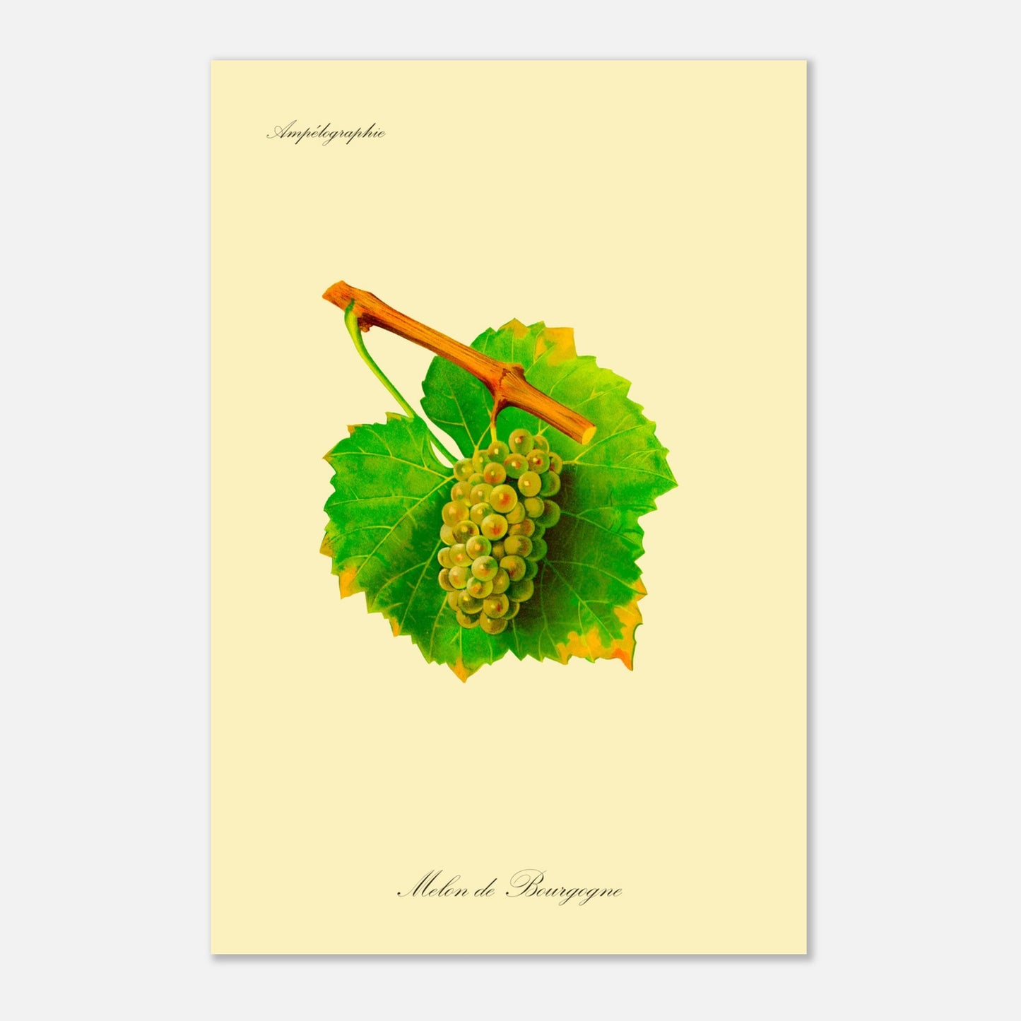 Melon de Bourgogne - Planche ampélographique ancienne (40x60 cm). Reproduction botanique d'une grappe de raisins blancs-verdâtres appelée 'Melon de Bourgogne', avec des feuilles vertes jaunies sur les bords.