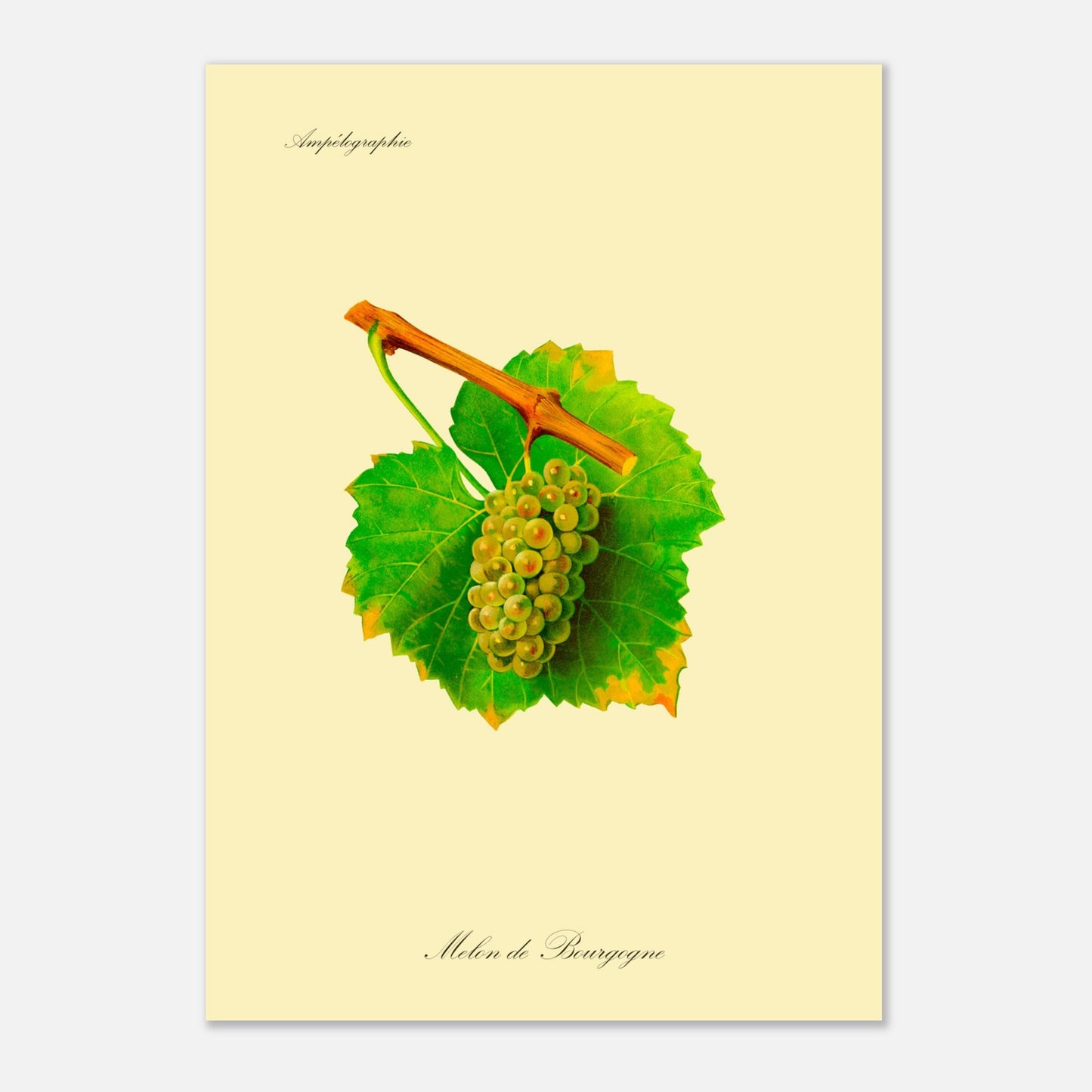 Melon de Bourgogne - Planche ampélographique ancienne (42x59,4 cm (A2)). Reproduction botanique d'une grappe de raisins blancs-verdâtres appelée 'Melon de Bourgogne', avec des feuilles vertes jaunies sur les bords.