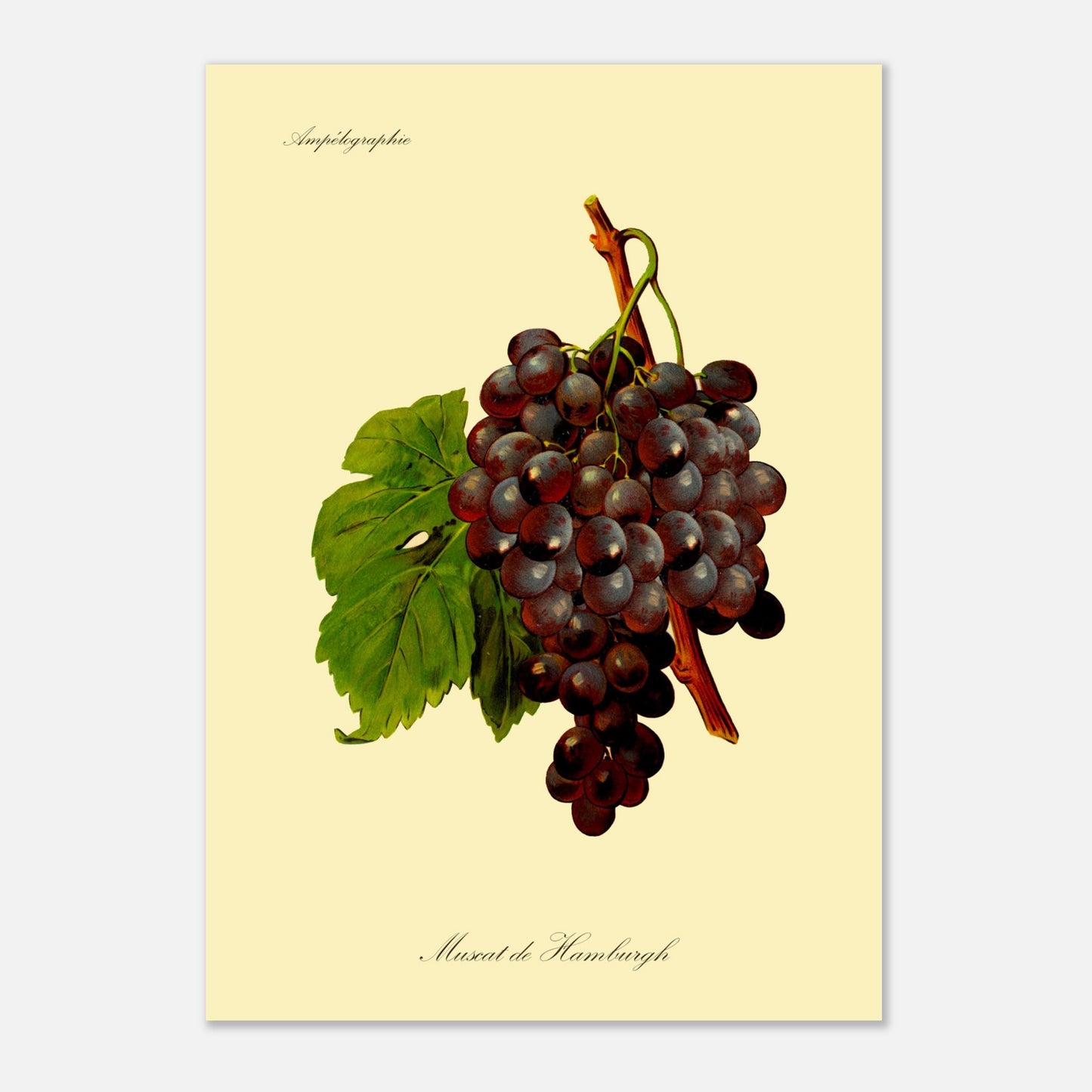 Muscat de Hamburgh - Planche ampélographique ancienne (29,7x42 cm (A3)). Reproduction botanique d'une grappe de raisins violets foncés appelée 'Muscat de Hamburgh', avec une feuille verte.