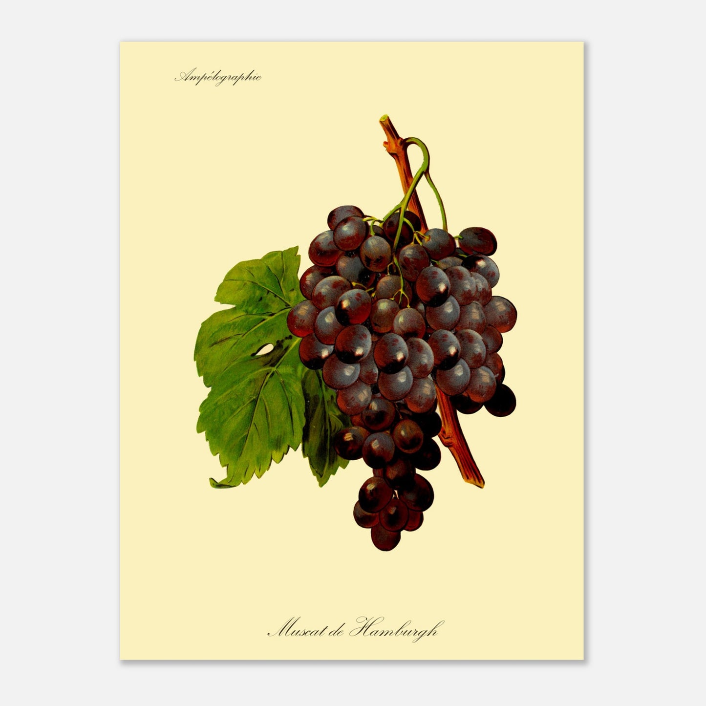 Muscat de Hamburgh - Planche ampélographique ancienne (30x40 cm). Reproduction botanique d'une grappe de raisins violets foncés appelée 'Muscat de Hamburgh', avec une feuille verte.