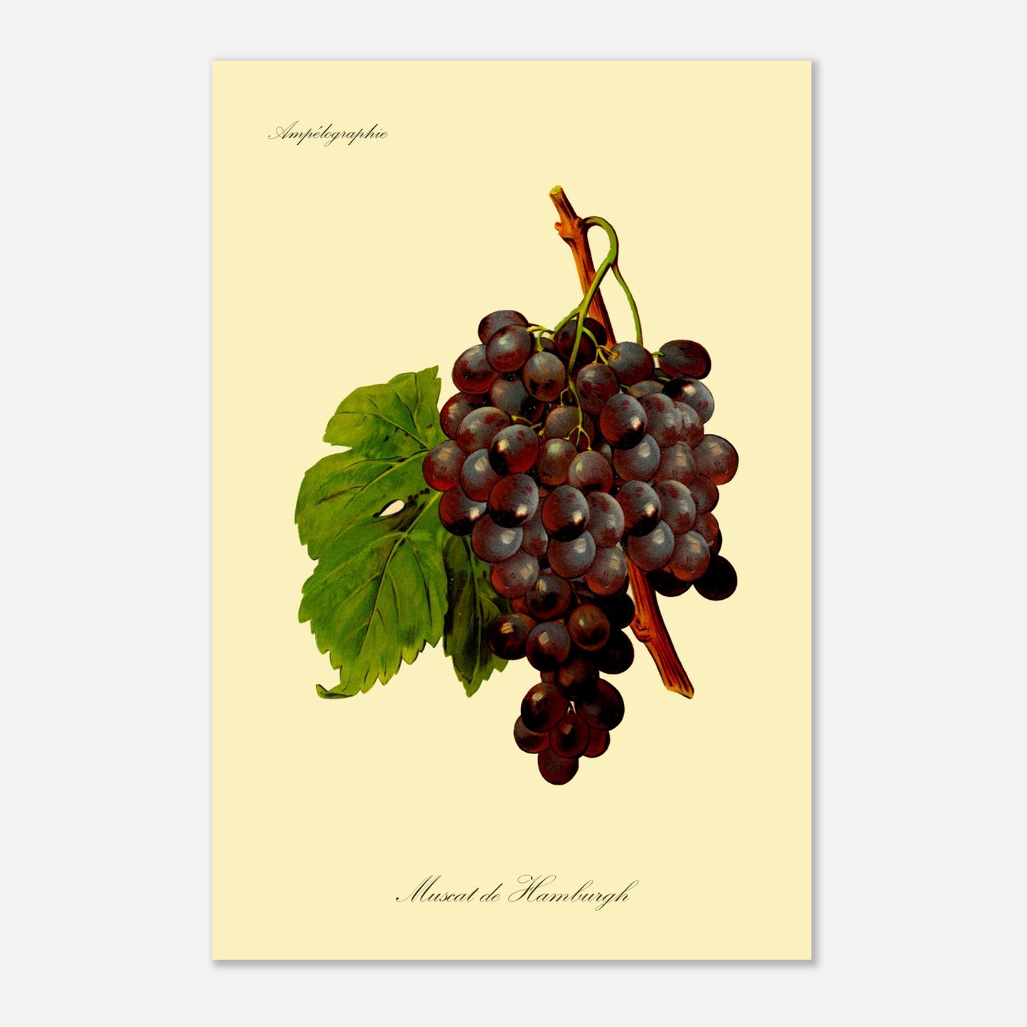 Muscat de Hamburgh - Planche ampélographique ancienne (40x60 cm). Reproduction botanique d'une grappe de raisins violets foncés appelée 'Muscat de Hamburgh', avec une feuille verte.