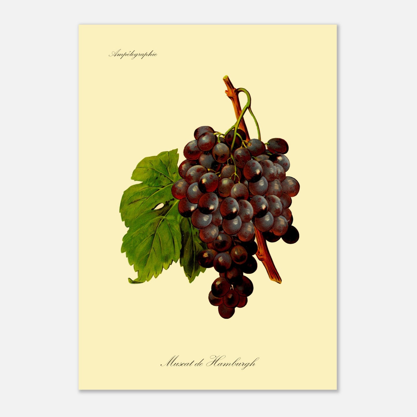 Muscat de Hamburgh - Planche ampélographique ancienne (42x59,4 cm (A2)). Reproduction botanique d'une grappe de raisins violets foncés appelée 'Muscat de Hamburgh', avec une feuille verte.