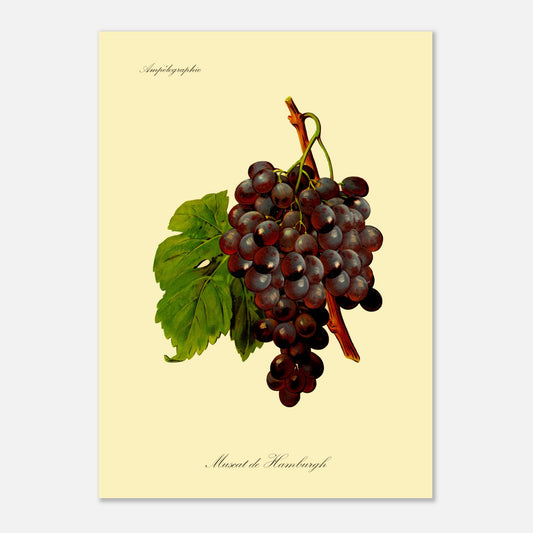 Muscat de Hamburgh - Planche ampélographique ancienne (50x70 cm). Reproduction botanique d'une grappe de raisins violets foncés appelée 'Muscat de Hamburgh', avec une feuille verte.